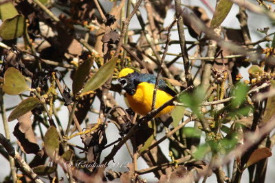 Panama 2012 Yellow-crowned Euphonia 03 a.JPG