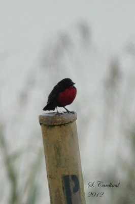 Panama Red-breasted Blackbird 02 a.JPG