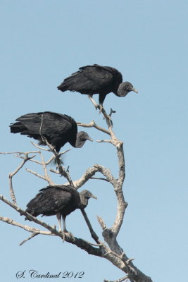Panama 2012 Black Vulture 04 a.JPG