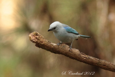 Panama 2012 Blue-Gray Tanager 05 a.JPG