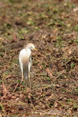 Panama 2012 Cattle Egret 01 a.JPG