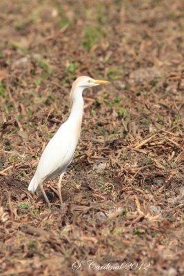 Panama 2012 Cattle Egret 02 a.JPG