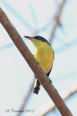 Panama 2012 Common Tody-Flycatcher 01 a.JPG