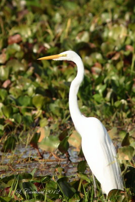 Panama 2012 Great Egret 01 a.JPG