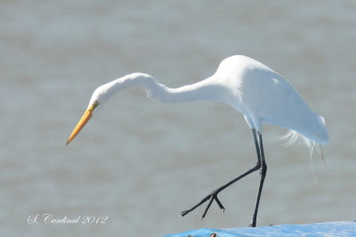 Panama 2012 Great Egret 02 a.JPG