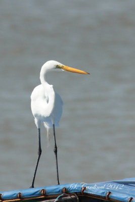 Panama 2012 Great Egret 03 a.JPG