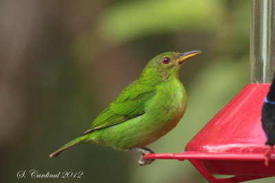 Panama 2012 Green Honeycreeper 02. F  a.JPG