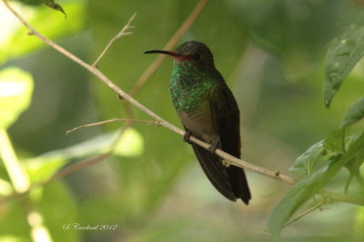 Panama 2012 Rufous-tailed Hummingbird 01 a.JPG