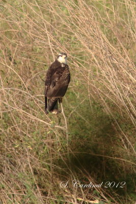 Panama 2012 Snail Kite 03 a.JPG