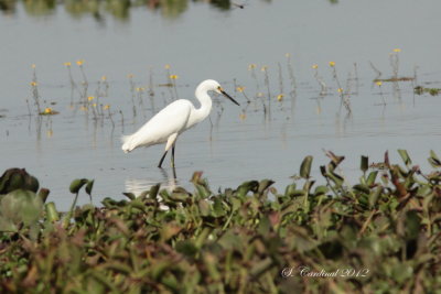 Panama 2012 Snowy Egret 01 a.JPG