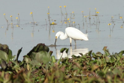 Panama 2012 Snowy Egret 02 a.JPG
