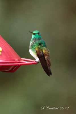 Panama 2012 Snowy-bellied Hummingbird 02 a.JPG