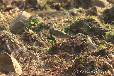 Panama 2012 Southern Lapwing 01 a.JPG