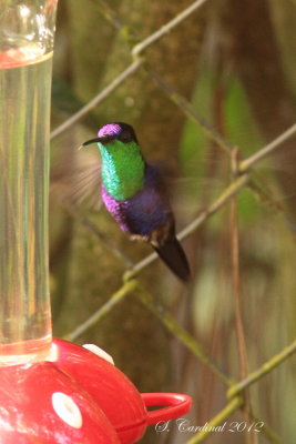 Panama 2012 Violet-crowned Woodnymph 01 a.JPG