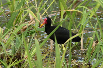 Panama 2012 Wattled Jacana 02 a.JPG