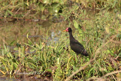 Panama 2012 Wattled Jacana 03 a.JPG