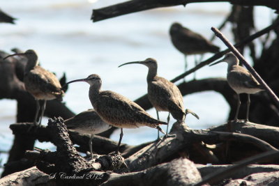 Panama 2012 Whimbrel 01 a.JPG
