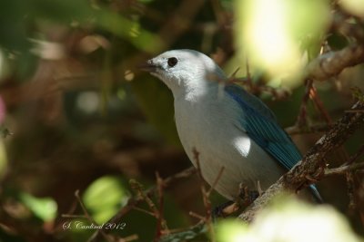 Panama 2012 Blue-Gray Tanager 06 a.JPG