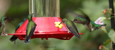 Panama 2012 Hummingbirdssssss a.JPG