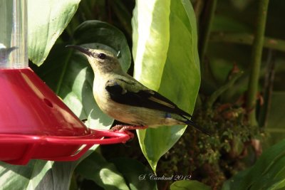 Panama 2012 Red-Legged Honeycreeper 03 F a.JPG