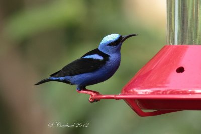 Panama 2012 Red-Legged Honeycreeper 04 a.JPG