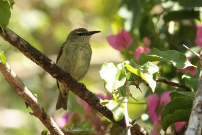 Panama 2012 Red-Legged Honeycreeper 04 F a.JPG