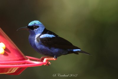 Panama 2012 Red-Legged Honeycreeper 05 a.JPG