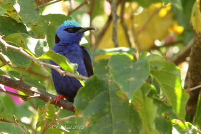 Panama 2012 Red-Legged Honeycreeper 06 a.JPG
