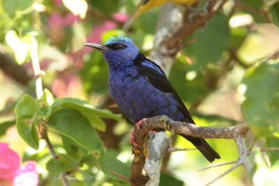 Panama 2012 Red-Legged Honeycreeper 07 a.JPG