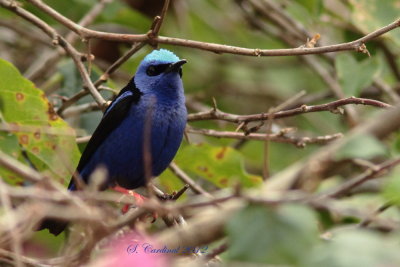 Panama 2012 Red-Legged Honeycreeper 09 a.JPG