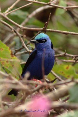 Panama 2012 Red-Legged Honeycreeper 10 a.JPG
