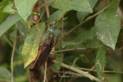 Panama 2012 Rufous-tailled Hummingbird 02 a.JPG