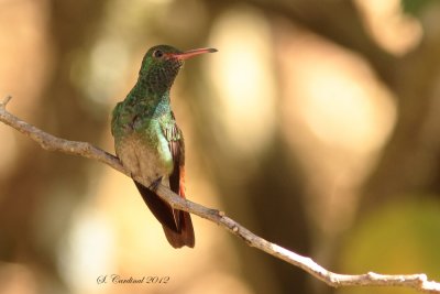 Panama 2012 Rufous-tailled Hummingbird 03 a.JPG