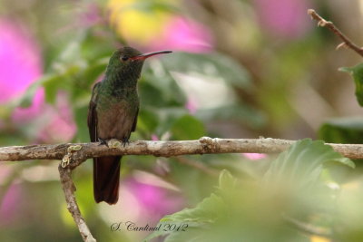 Panama 2012 Rufous-tailled Hummingbird 05 a.JPG