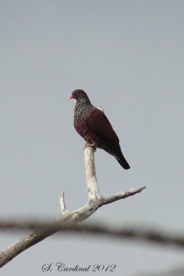 Panama 2012 Scaled Pigeon 03 a.JPG
