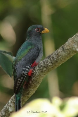 Panama 2012 Slaty-tailed Trogon 03 a.JPG