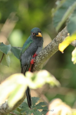 Panama 2012 Slaty-tailed Trogon 04 a.JPG