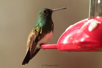 Panama 2012 Snowy-bellied Hummingbird 03 a.JPG