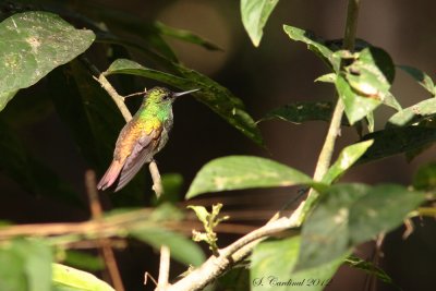 Panama 2012 Snowy-bellied Hummingbird 04 a.JPG