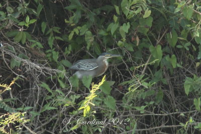 Panama 2012 Striated Heron 02 a.JPG