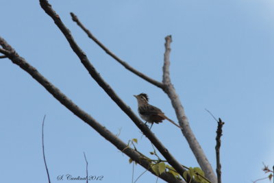 Panama 2012 Striped Cuckoo 01 a.JPG