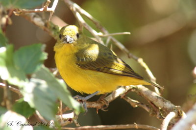 Panama 2012 Summer Tanager 03 a.JPG