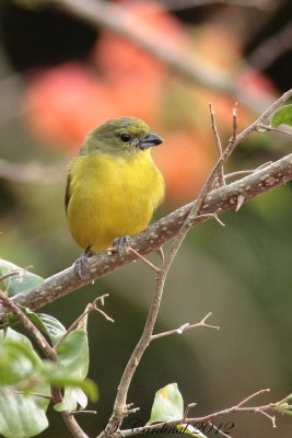 Panama 2012 Summer Tanager 04 a.JPG