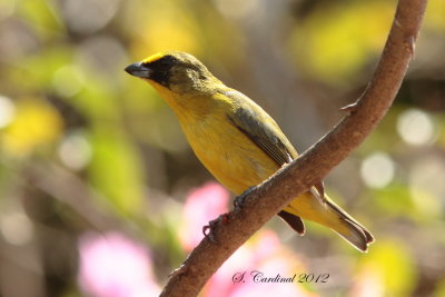 Panama 2012 Thick-billed Euphonia 02 a.JPG