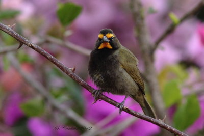Panama 2012 Yellow-faced Grassquit 10 a.JPG