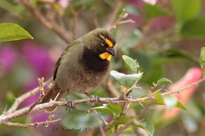 Panama 2012 Yellow-faced Grassquit 11 a.JPG