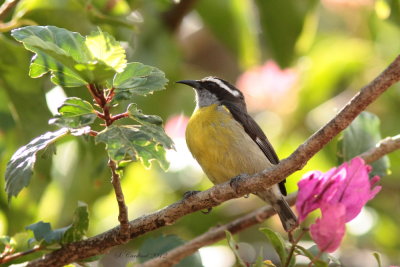 Panama 2012 Bananaquit 02 a.JPG