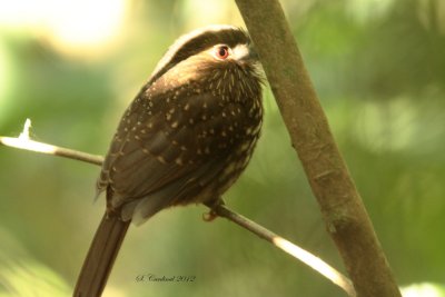 Panama 2012 White-whiskered puffbird 03 a.JPG