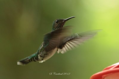Panama 2012 .JPG
