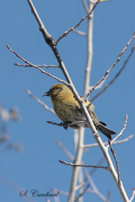 2012 Bec-crois des sapins 02 a.JPG